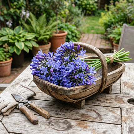 50 African Lily (Agapanthus) Seeds for Planting - Variety for Home Gardening
