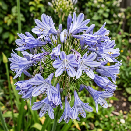 50 African Lily (Agapanthus) Seeds for Planting - Variety for Home Gardening
