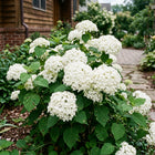 White Hydrangea Seeds - 50 Seeds