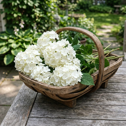50 White Hydrangea Seeds for Planting - Variety for Home Gardening