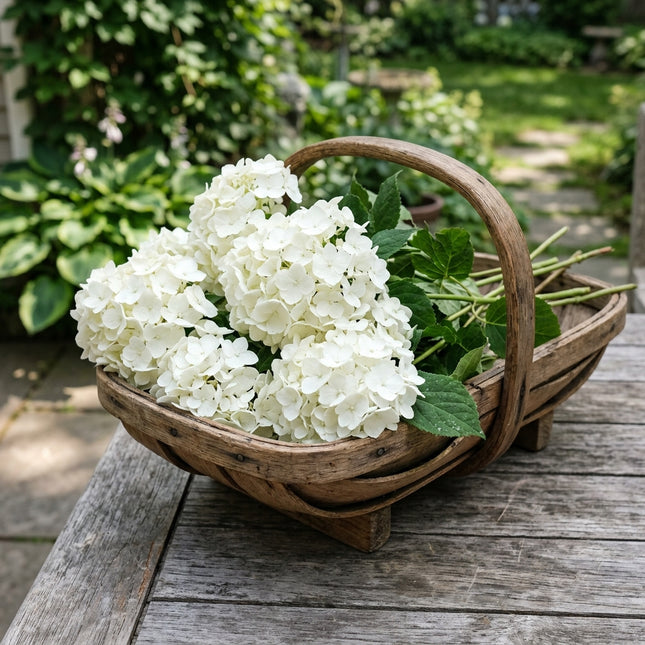 50 White Hydrangea Seeds for Planting - Variety for Home Gardening