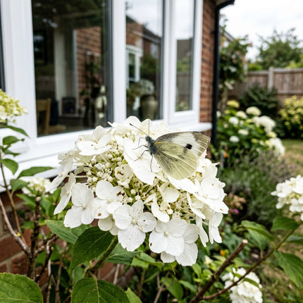 50 White Hydrangea Seeds for Planting - Variety for Home Gardening