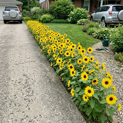 100 Count Dwarf Yellow Sunflower Seeds - Long Lasting Patio Blooms, for Planting, Drought Tolerant