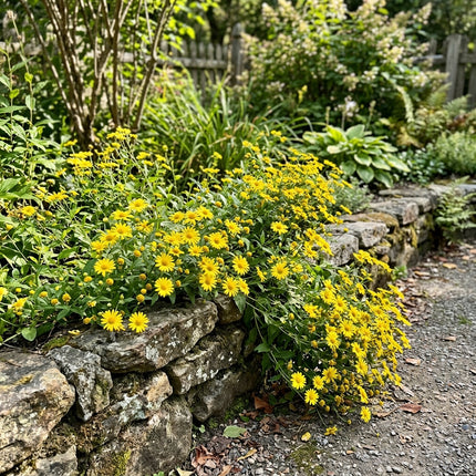 50 Count Yellow Aster Seeds - Long Lasting Patio Blooms, Heirloom Floral Blooms, Vibrant Floral Display