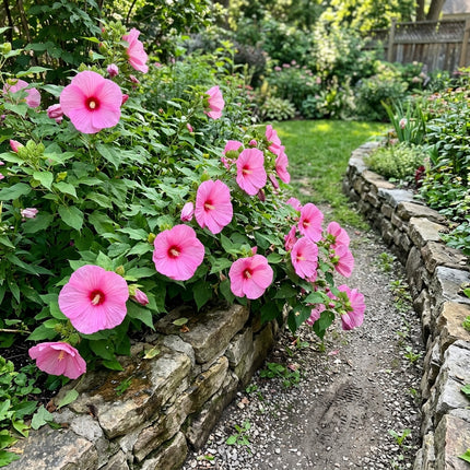 Radiant 100 Hibiscus Flower Seeds, Hardy Pink - Cut Flower Arrangements, Outdoor Patio Decor, for Garden Borders