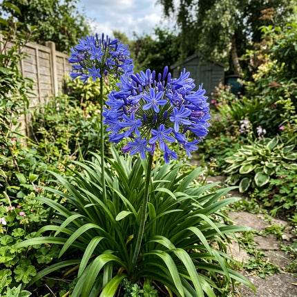 35 Giant Blue African Lily Seeds for Planting - Premium Heirloom Giant Blue African Lily Seeds for Home Garden