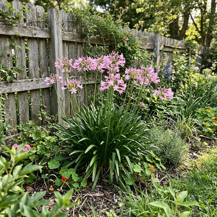 50 Pink African Lily Seeds for Planting - Premium Heirloom Pink African Lily Seeds for Home Garden