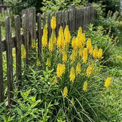 Fresh 50 Yellow African Lily Seeds for Home Gardening - Cut Flower Arrangements, for Garden Borders, Easy to Grow