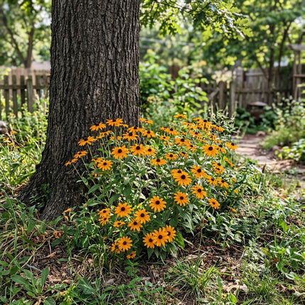 300 Count Orange Black Eyed Susan Seeds - Stunning Yard Decor, Heirloom Floral Blooms, Fast Growing