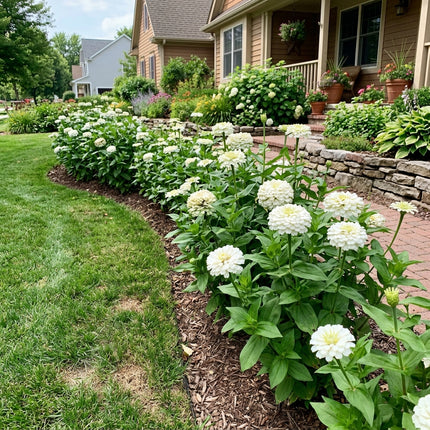 100 Count White Zinnia Seeds - Stunning Yard Decor, for Planting, Vibrant Floral Display