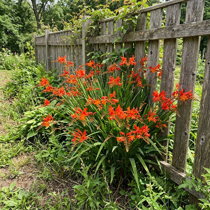Fresh 50 Orange African Lily Seeds for Home Gardening - Vibrant Floral Display, Premium Heirloom Seeds, for Home Garden
