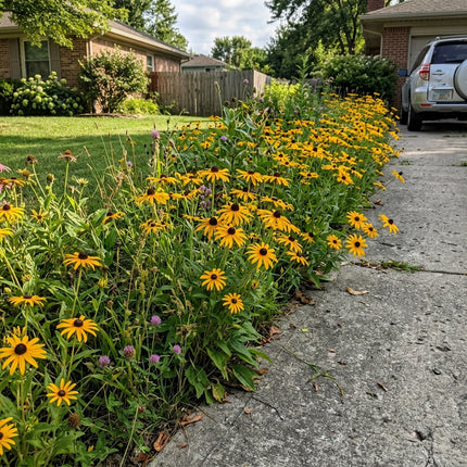 300 Count Striped Gold Black Eyed Susan Seeds - Premium Heirloom Seeds, Heirloom Floral Blooms, Drought Tolerant