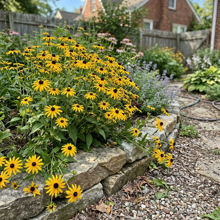 Fresh 300 Classic Gold Black Eyed Susan Seeds for Home Gardening - Fast Growing, Long Lasting Patio Blooms, for Home Garden