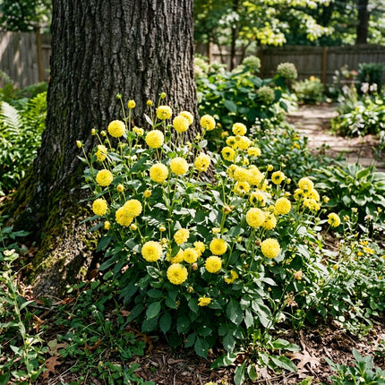 Fresh 50 Pompon Yellow Dahlia Seeds for Home Gardening - Drought Tolerant, Stunning Yard Decor, Heirloom Floral Blooms