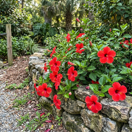 100 Count Red Hibiscus Seeds - Long Lasting Patio Blooms, Nature Inspired Landscape, Cut Flower Arrangements