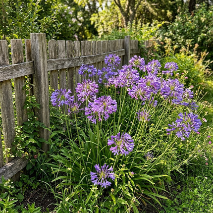 50 Purple African Lily Seeds Outdoor Patio Decor - Long Lasting Patio Blooms, Beautiful Perennial Flowers
