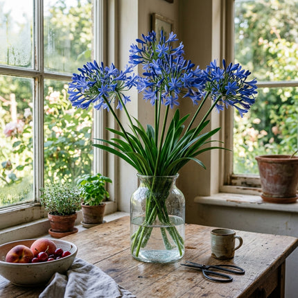 35 Blue African Lily Seeds for Planting - Premium Heirloom Blue African Lily Seeds for Home Garden