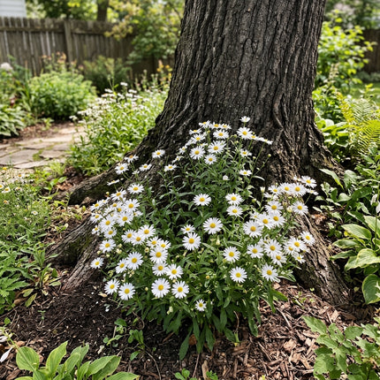 50 White Aster Seeds Easy to Grow - for Garden Borders, Drought Tolerant