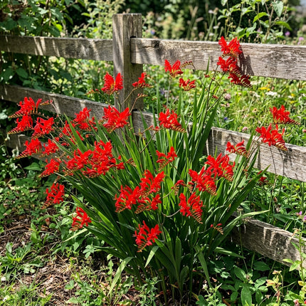 Lush 50 African Lily Flower Seeds, Red - Drought Tolerant, Heirloom Floral Blooms, for Garden Borders