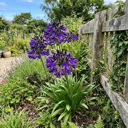35 Dark Purple African Lily Seeds for Planting - Premium Heirloom Dark Purple African Lily Seeds for Home Garden