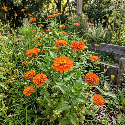 100 Count Orange Zinnia Seeds - Long Lasting Patio Blooms, Outdoor Patio Decor, Fast Growing