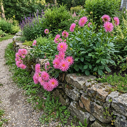Breathtaking 50 Dahlia Flower Seeds, Cactus Pink - Beautiful Perennial Flowers, Heirloom Floral Blooms, Beginner Friendly Planting