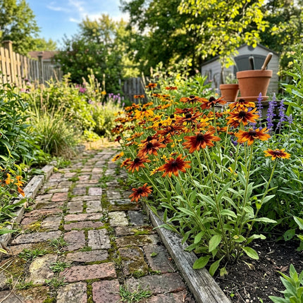 Spectacular 300 Black Eyed Susan Flower Seeds, Rust - Fast Growing, for Planting, Beginner Friendly Planting