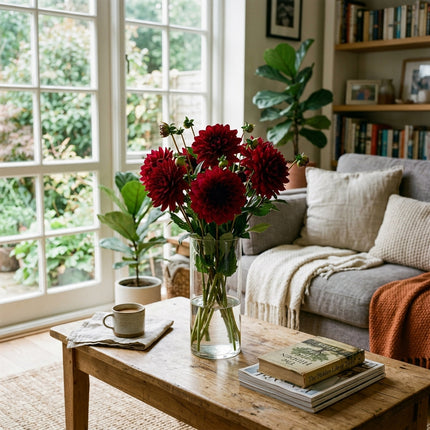 50 Deep Red Dahlia Seeds for Planting - Stunning Crimson Blooms