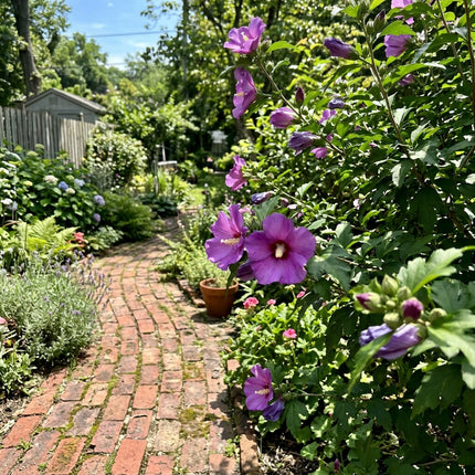 100 Count Purple Hibiscus Seeds - Stunning Yard Decor, for Planting, Drought Tolerant