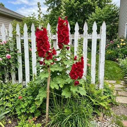 100 Double Red Hollyhock Seeds Outdoor Patio Decor - Stunning Yard Decor, Beautiful Perennial Flowers