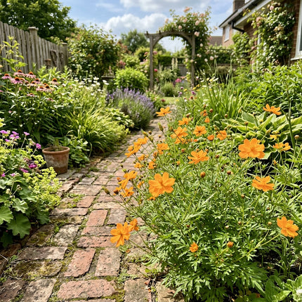 Fresh 100 Apricot Cosmos Seeds for Home Gardening - Cut Flower Arrangements, Long Lasting Patio Blooms, for Home Garden