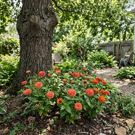 100 Coral Zinnia Seeds Easy to Grow - Beginner Friendly Planting, Beautiful Perennial Flowers