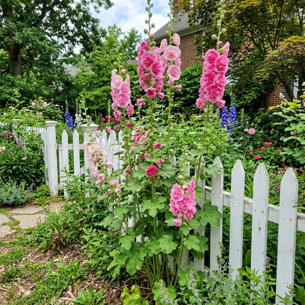 Exquisite 100 Hollyhock Flower Seeds, Double Pink - Cut Flower Arrangements, Easy to Grow, Premium Heirloom Seeds