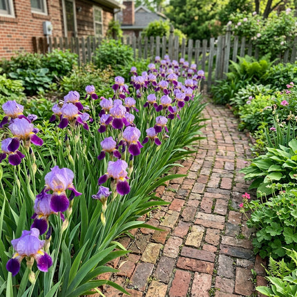 50 Count Bicolor Purple Iris Seeds - Beginner Friendly Planting, for Home Garden, Vibrant Floral Display