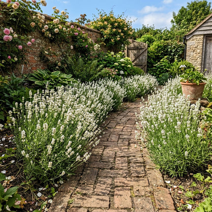 Elegant 1200 Lavender Flower Seeds, White - Cut Flower Arrangements, Outdoor Patio Decor, for Garden Borders
