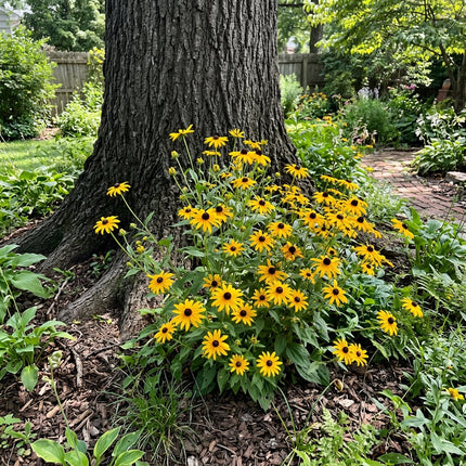 Exquisite 300 Black Eyed Susan Flower Seeds, Chocolate - Vibrant Floral Display, for Home Garden, Premium Heirloom Seeds