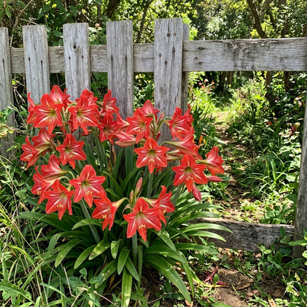 50 Striped Red African Lily Seeds Heirloom Floral Blooms - Stunning Yard Decor, Cut Flower Arrangements