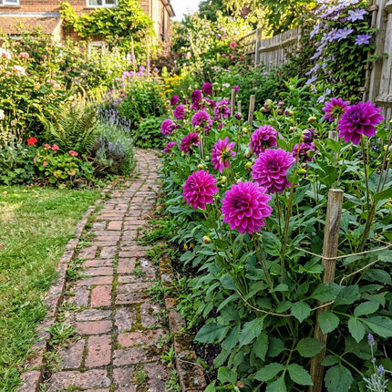 50 Count Purple Dahlia Seeds - Beginner Friendly Planting, Nature Inspired Landscape, Cut Flower Arrangements