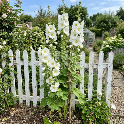 Fresh 100 White Hollyhock Seeds for Home Gardening - Beautiful Perennial Flowers, Premium Heirloom Seeds, for Home Garden