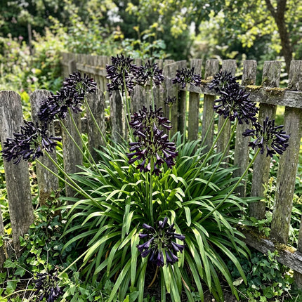 50 Black African Lily Seeds for Planting - Long Lasting Patio Blooms, Drought Tolerant