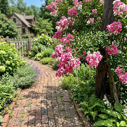 100 Bicolor Pink Crape Myrtle Seeds for Home Garden - Long Lasting Patio Blooms, Cut Flower Arrangements