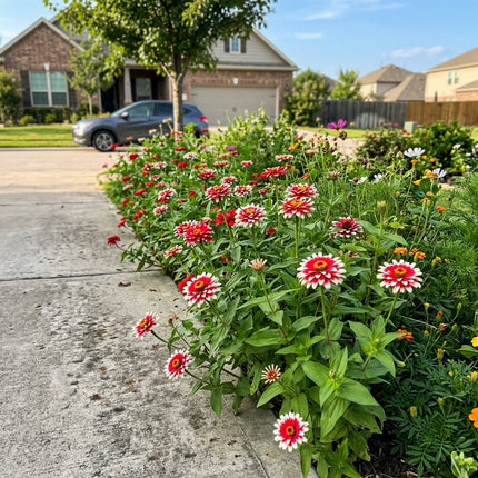 100 Bicolor Red Zinnia Seeds Heirloom Floral Blooms - Beginner Friendly Planting, Drought Tolerant