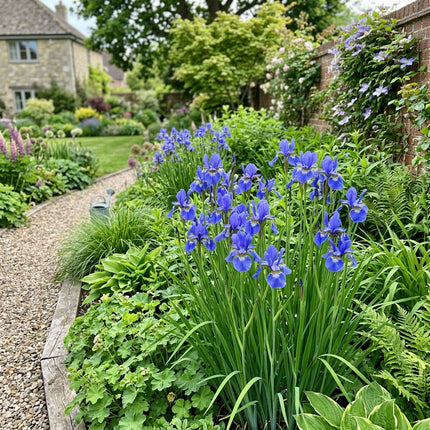 Fresh 50 Blue Iris Seeds for Home Gardening - Drought Tolerant, Premium Heirloom Seeds, for Planting