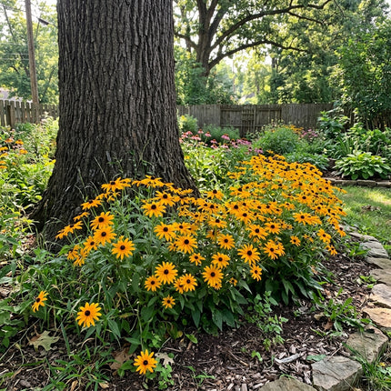 Fresh 300 Starburst Black Eyed Susan Seeds for Home Gardening - Cut Flower Arrangements, Premium Heirloom Seeds, Heirloom Floral Blooms