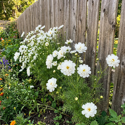 Lush 100 Cosmos Flower Seeds, Double White - Cut Flower Arrangements, Outdoor Patio Decor, Long Lasting Patio Blooms