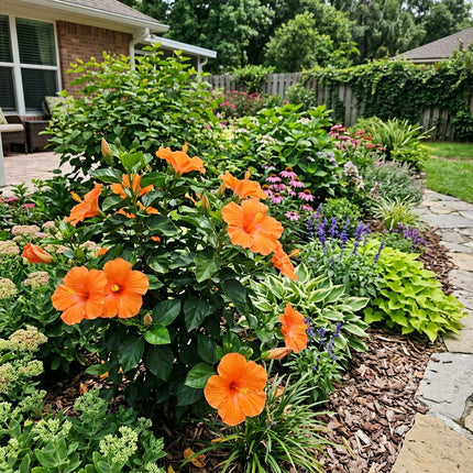 100 Count Tropical Orange Hibiscus Seeds - Premium Heirloom Seeds, Outdoor Patio Decor, Drought Tolerant