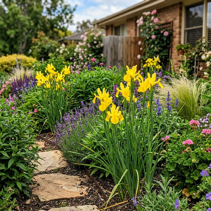 50 Dutch Yellow Iris Seeds Nature Inspired Landscape - Beginner Friendly Planting, Drought Tolerant