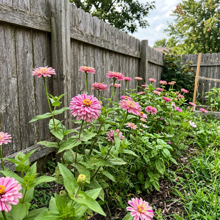 100 Bicolor Pink Zinnia Seeds Easy to Grow - Long Lasting Patio Blooms, Cut Flower Arrangements