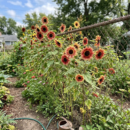 Fresh 100 Strawberry Blonde Sunflower Seeds for Home Gardening - Beautiful Perennial Flowers, for Garden Borders, Heirloom Floral Blooms