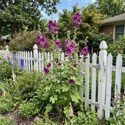 Spectacular 100 Hollyhock Flower Seeds, Purple - Fast Growing, Nature Inspired Landscape, Premium Heirloom Seeds